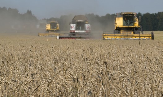 Nga có thể xuất khẩu khoảng 50 triệu tấn lúa mì trong năm nay. Ảnh: Sputnik