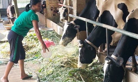 Một hộ gia đình chăn nuôi bò sữa tại xã Phù Đổng (huyện Gia Lâm). Ảnh: UBND TP Hà Nội