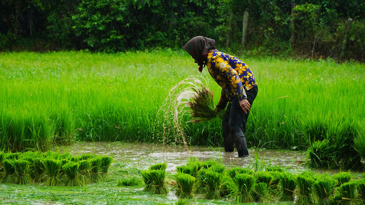 Theo chia sẻ của người dân nơi đây, hoạt động cấy mạ được tổ chức vào dịp lễ Sene Dolta như một cách tái hiện sinh hoạt vào mùa đặc thù tại vùng cao của tỉnh An Giang. 