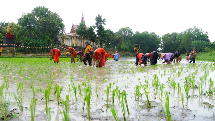 Dù rằng trời mưa khiến việc cấy cũng như di chuyển dưới ruộng trở nên khó khăn hơn, nhưng những đôi tay thoăn thoắt chỉ trong chốc lát đã phủ kín mạ non lên phần ruộng thi của mình.