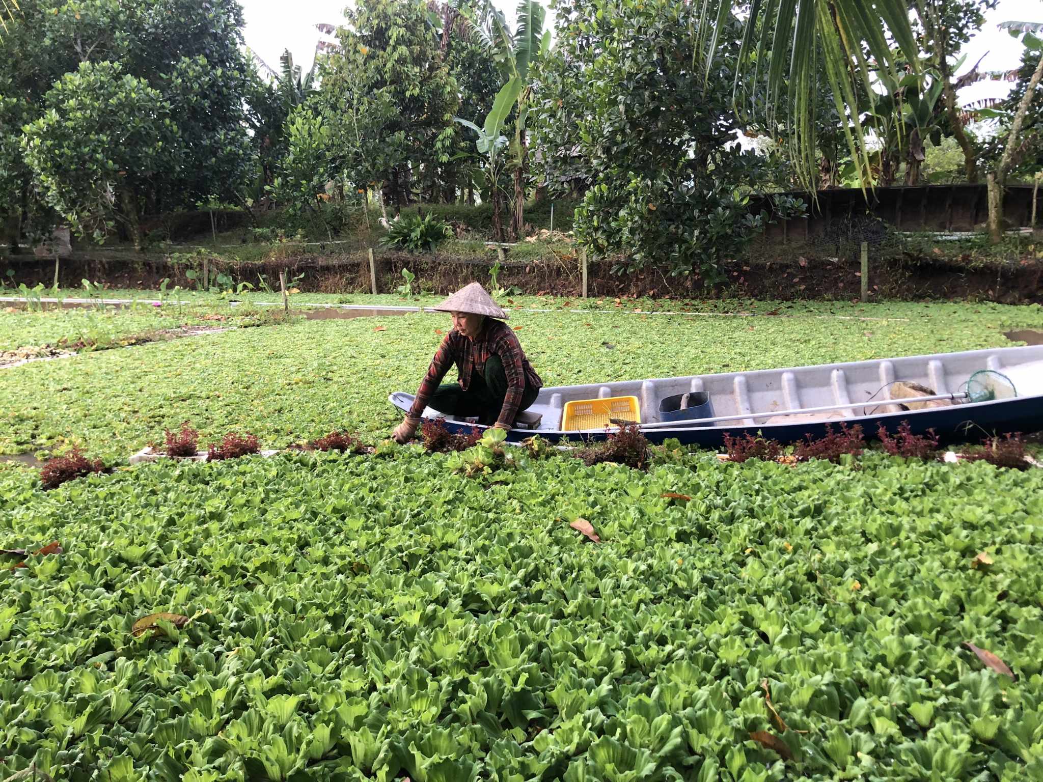 Một thanh niên 9x tỉnh Vĩnh Long đã liên kết với gần 100 người ở ĐBSCL nuôi ốc bươu đen có đầu ra được đảm bảo. Ảnh: Hoàng Lộc