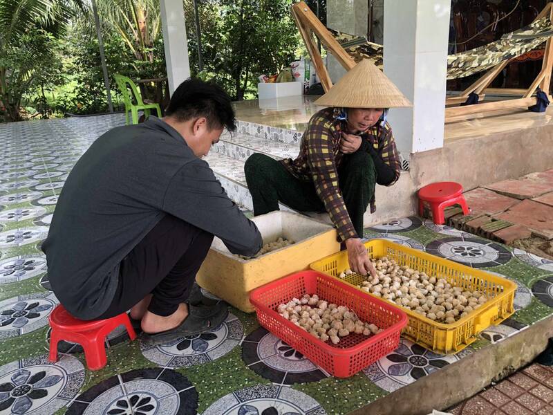 Anh Nguyễn Phú Vinh, ở Vĩnh Long đã liên kết gần 100 người nuôi ốc bưu đen được bao tiêu đầu ra. Ảnh: Hoàng Lộc