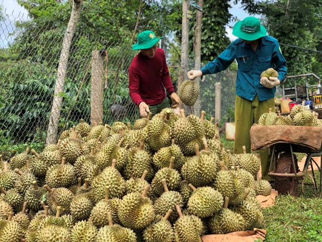 Giá sầu riêng đảo chiều, lao dốc khiến thương lái lao đao