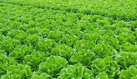 Bổ sung nhiều rau xanh vào chế độ ăn để góp phần cân bằng nội tiết tố nữ. Ảnh: Phạm My