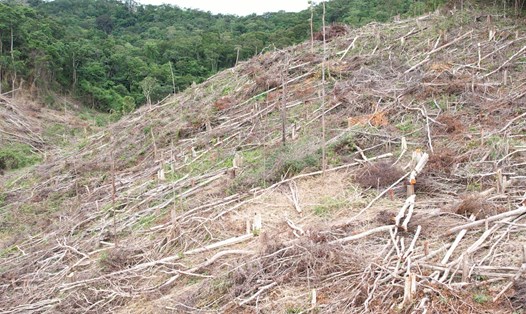 Rừng bị phá trắng tại huyện Kông Chro. Ảnh: Thanh Tuấn 