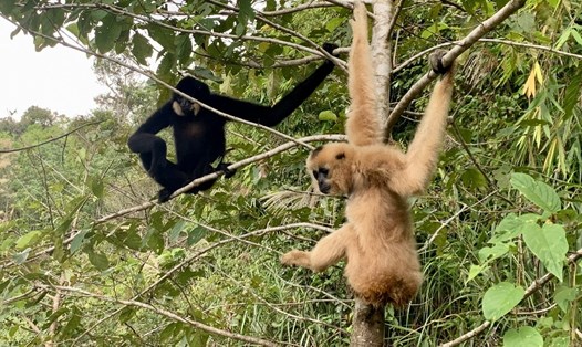 5 cá thể vượn đen má hung vừa được thả về môi trường tự nhiên thuộc lâm phần của Vườn Quốc gia Tà Đùng. Ảnh: Tà Đùng
