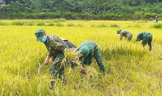 Lực lượng Bộ đội Biên phòng Cửa khẩu Quốc tế Cha Lo giúp dân thu hoạch lúa sau mưa lũ. Ảnh: Đức Trí