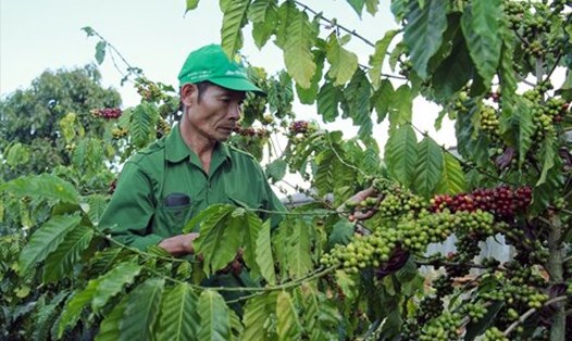 Lâm Đồng phát triển mạnh nông nghiệp ứng dụng công nghệ cao. Ảnh: Ngọc Ngà
