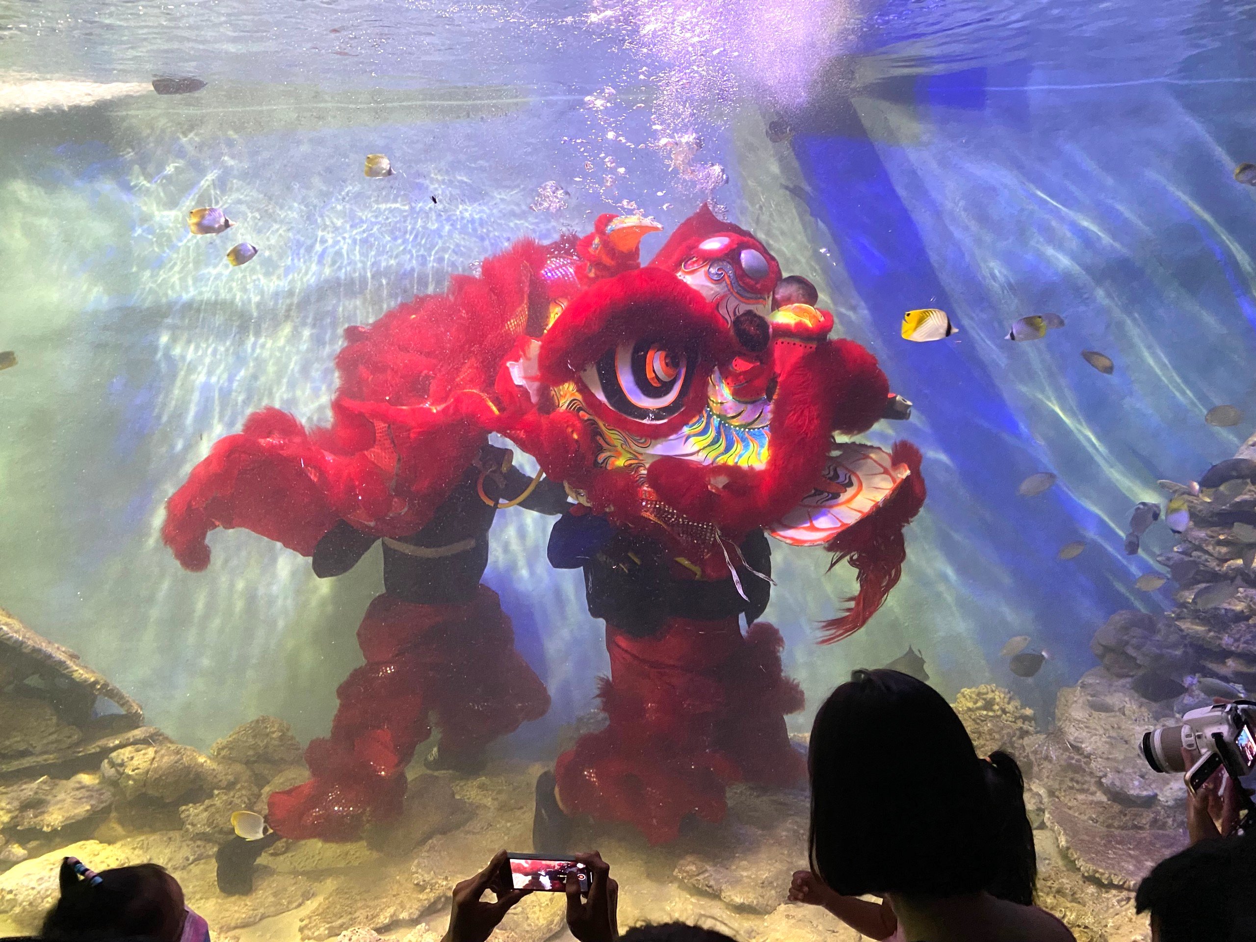 Viện Hải Dương học tổ chức biểu diễn múa lân dưới nước. Ảnh: Hữu Long