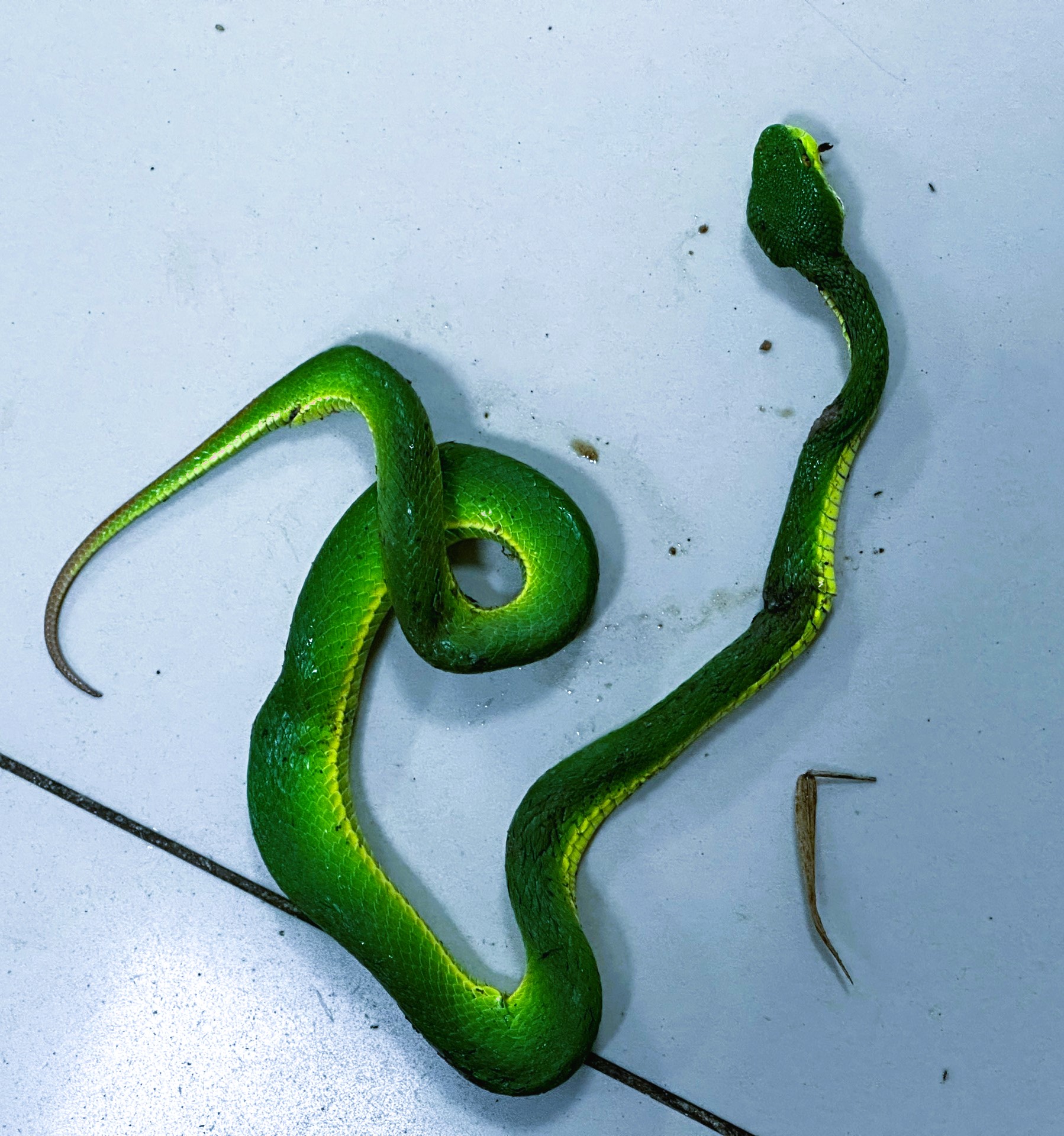 Con rắn lục đuôi đỏ đã cắn bệnh nhân, gây rối loạn đông máu, phải truyền 10 lọ huyết thanh. Ảnh: BVCC