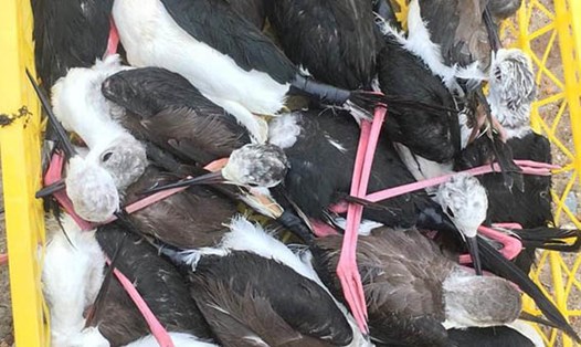Chim cà kheo bị rao bán trên mạng xã hội bởi một người ở Sơn Tây - Hà Nội. Ảnh: Thành Sơn
