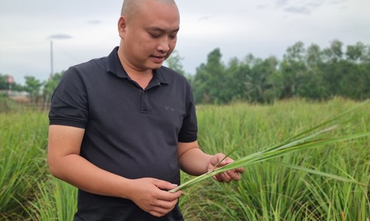 Thanh niên 9x ở tỉnh Vĩnh Long đã tạo việc làm mới cho gần 100 lao động địa phương từ việc trồng cây sả xuất khẩu. Ảnh: Hoàng Lộc