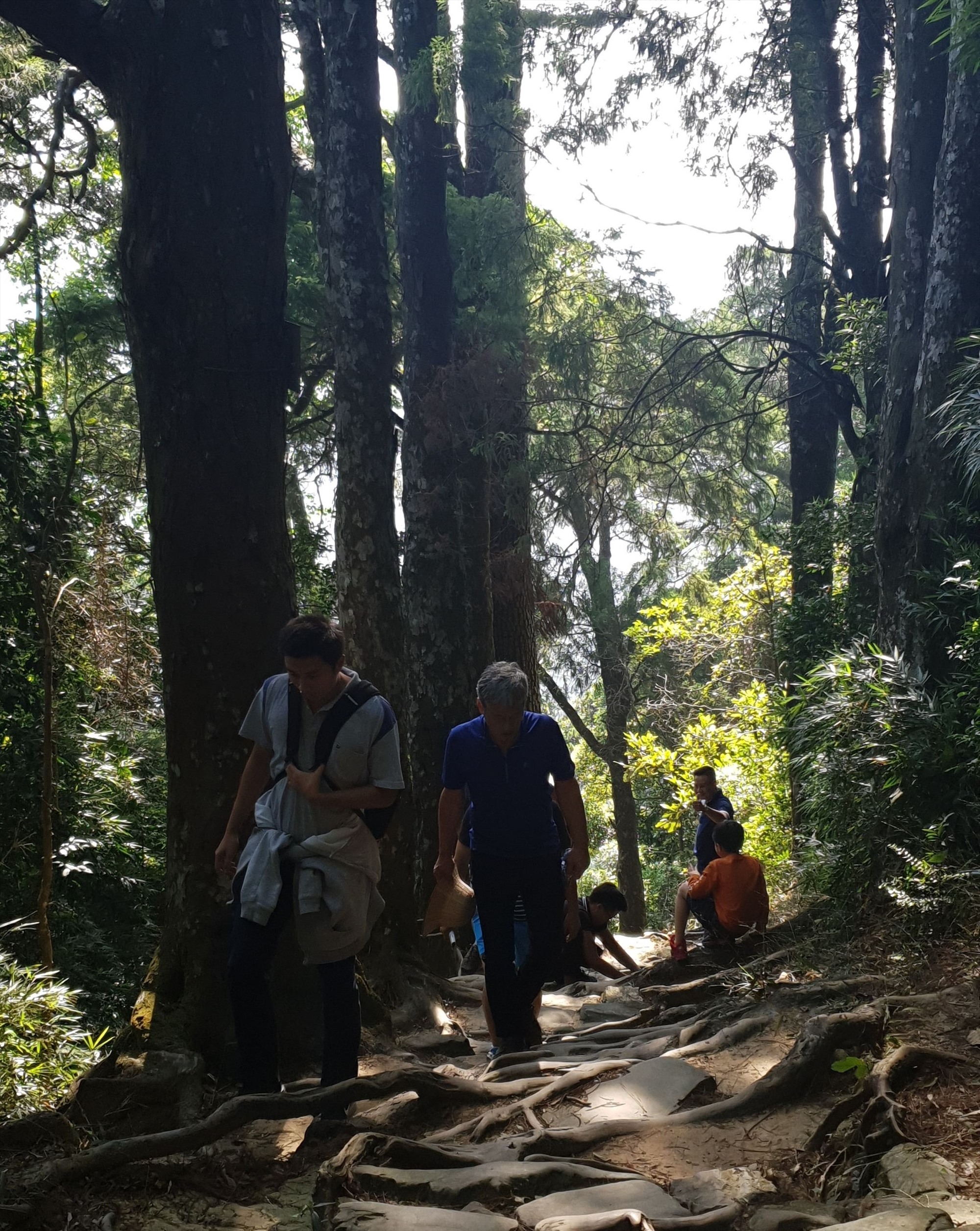 Rừng Xích Tùng hơn 700 tuổi trên Yên Tử do người trồng hay mọc tự nhiên?