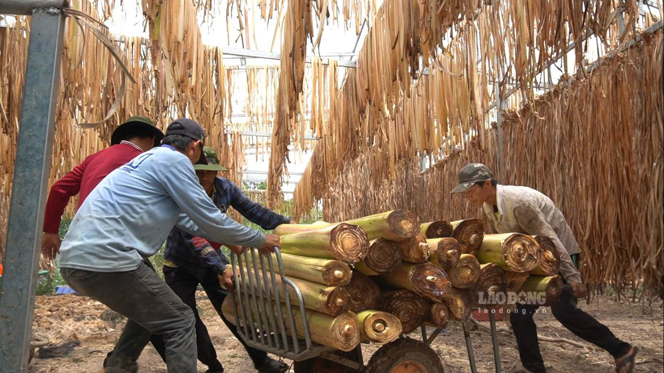 Sáng sớm, nhân công của HTX sản xuất dịch vụ nông nghiệp Kênh 10 (xã Minh thuận, huyện U Minh Thượng) đã thu gom về rất nhiều thân cây chuối tươi. 