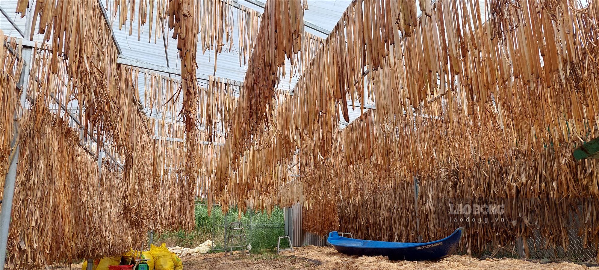 Ở địa phương có 2.700 ha diện tích trồng chuối như U Minh Thượng thì việc tận dụng thân chuối bỏ đi (hoặc cho gia súc ăn) để tái chế lại làm nguyên liệu sản xuất thủ công mỹ nghệ đã nâng cao giá trị cho cây chuối.