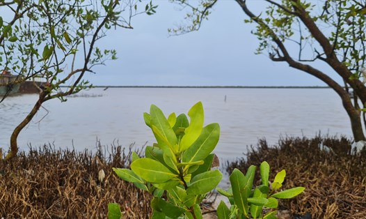 Tỉnh Cà Mau sẽ khôi phục rừng phòng hộ ven biển. Ảnh: Nhật Hồ