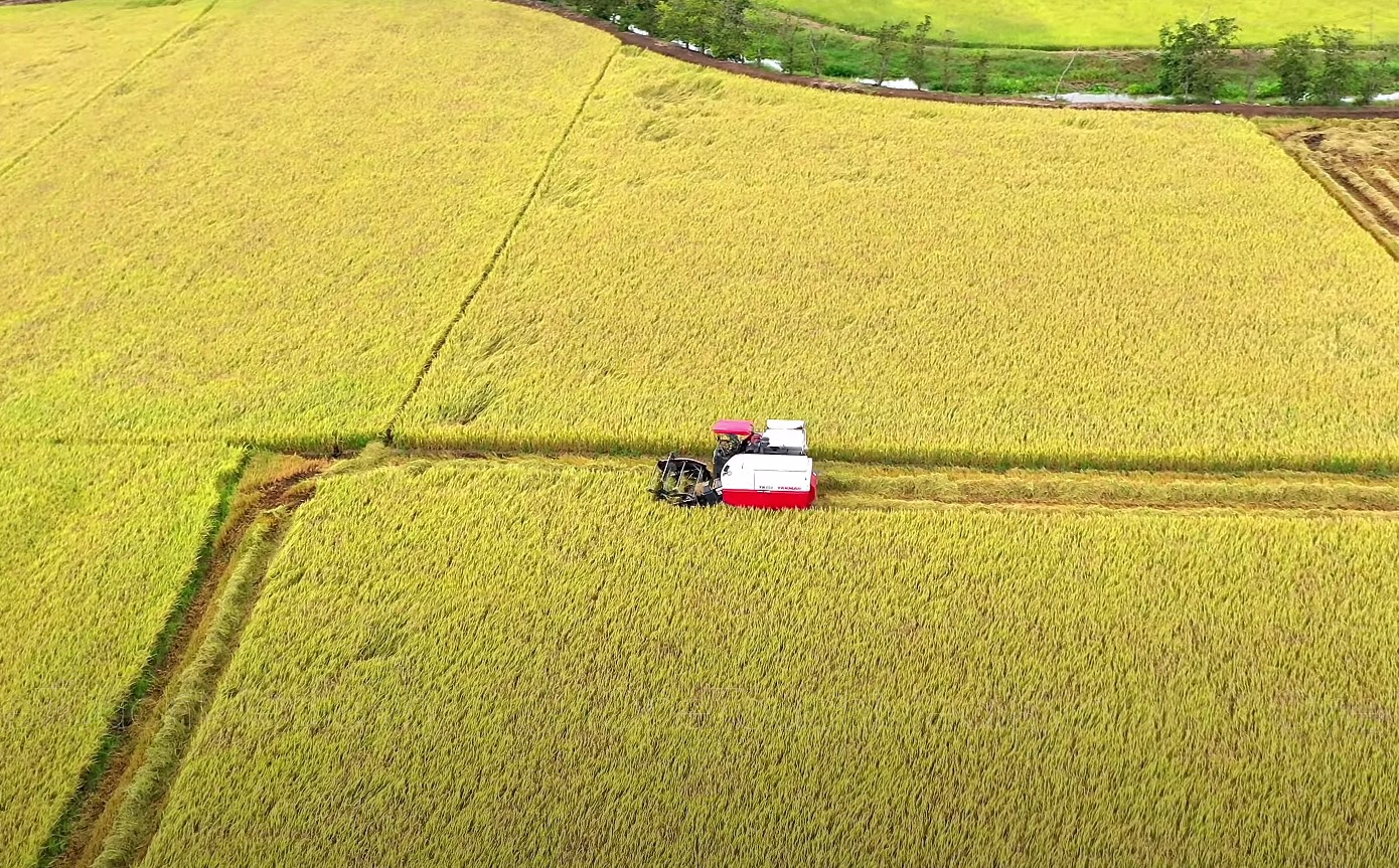 Vụ hè thu 2023, ngành nông nghiệp Quảng Nam sử dụng những loại giống trung - ngắn ngày để sản xuất 41.500ha lúa, nhằm tránh các rủi ro do thời tiết bất thường cuối vụ. Đến nay, nhiều diện tích đã chín rộ. Ảnh Hoàng Bin