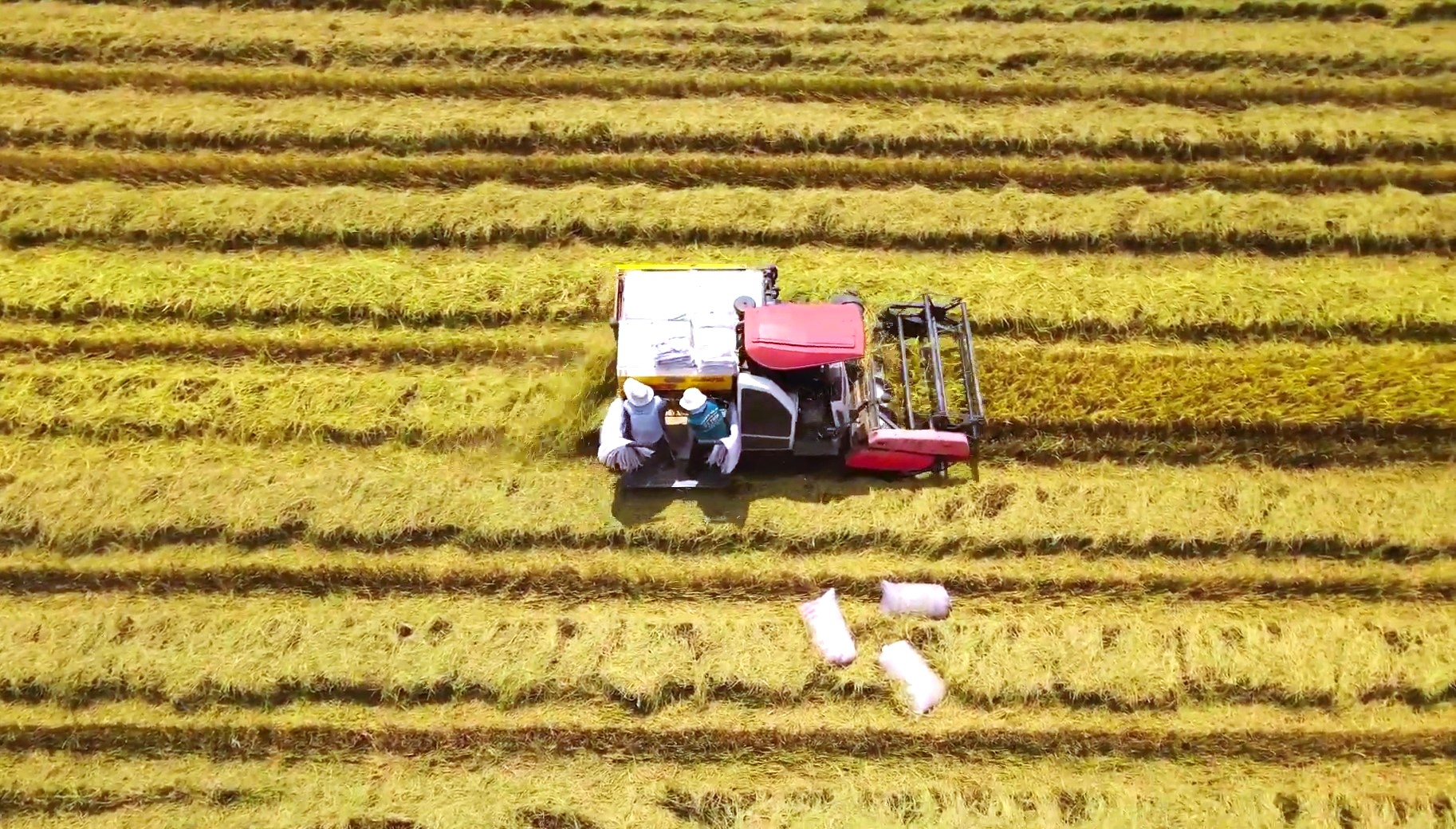 Theo đại diện Sở Nông nghiệp Quảng Nam, đến nay nông dân đã thu hoạch được khoảng hơn 60% diện tích, trong số hơn 41.500 ha lúa vụ hè thu. Năng suất lúa bình quân ước đạt khoảng 54 - 55 tạ/ha, cao hơn hè thu năm trước 5 - 6 tạ/ha. Ảnh Hoàng Bin