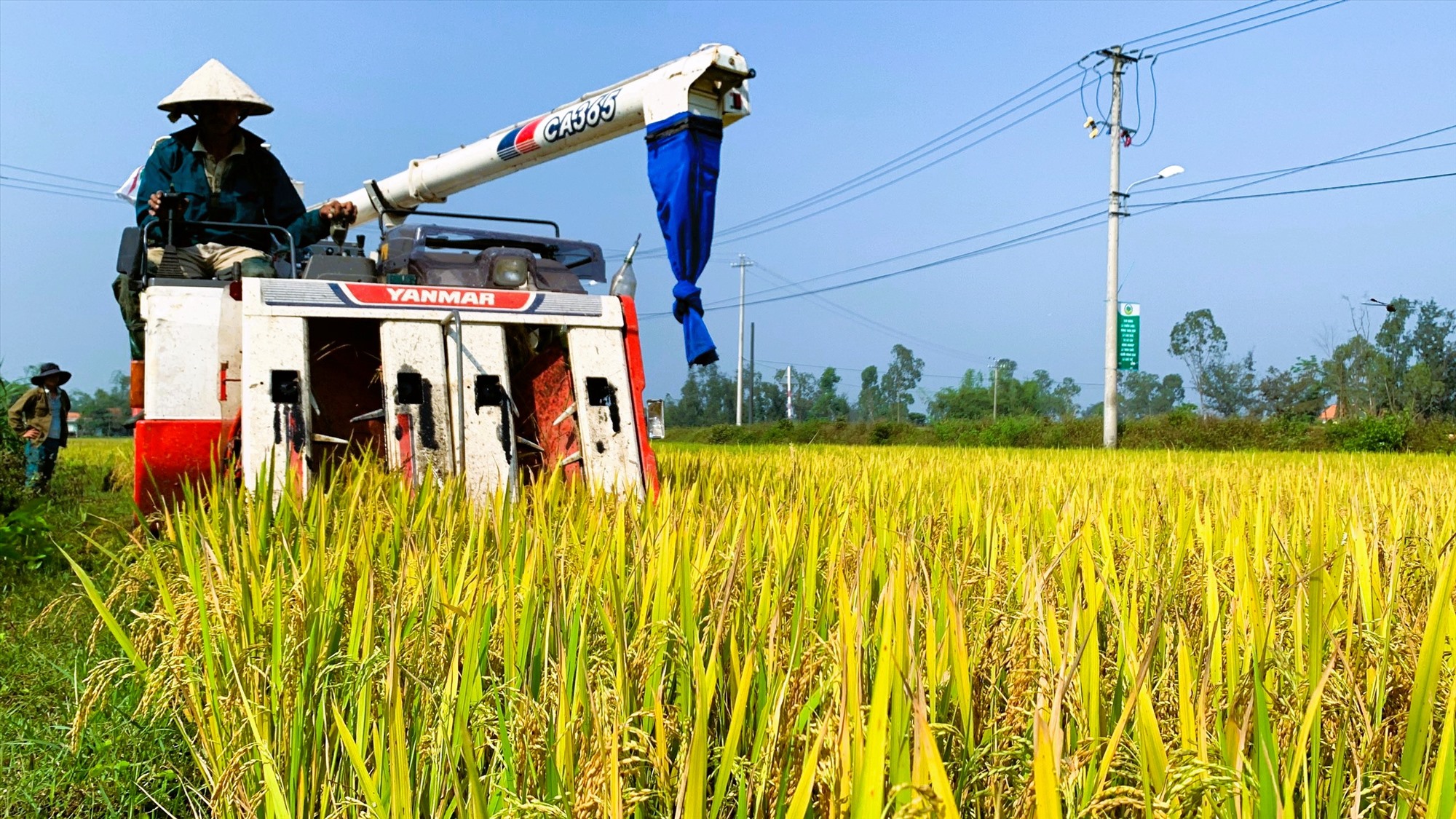 Trong những ngày nghỉ lễ Quốc khánh 2.9, nhiều nông dân Quảng Nam vẫn tranh thủ ra đồng thu hoạch lúa, nhằm hạn chế ảnh hưởng cơn bão số 3. Ảnh Hoàng Bin 