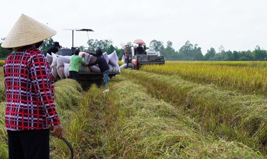 Xuất khẩu gạo lại lập kỷ lục mới trong 9 tháng năm 2023. Ảnh: Tân Long