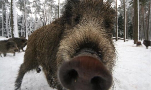 Lợn rừng ở Allersberg, Bavaria, Đức. Ảnh: AFP