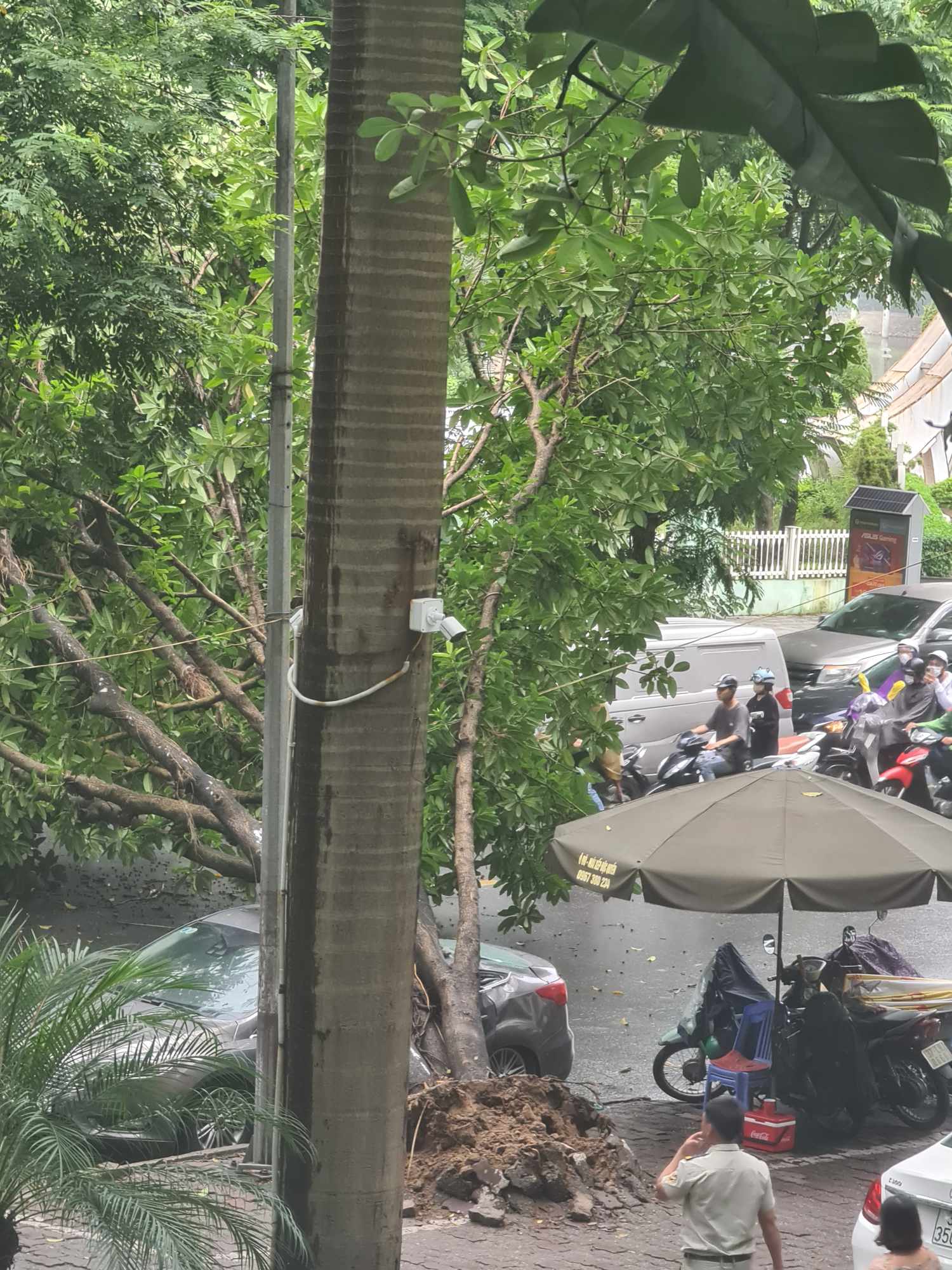 Cây cổ thụ đổ chắn ngang đường đã khiến giao thông trên đường Hoàng Minh Giám ùn tắc. Ảnh: Nguyễn Hải