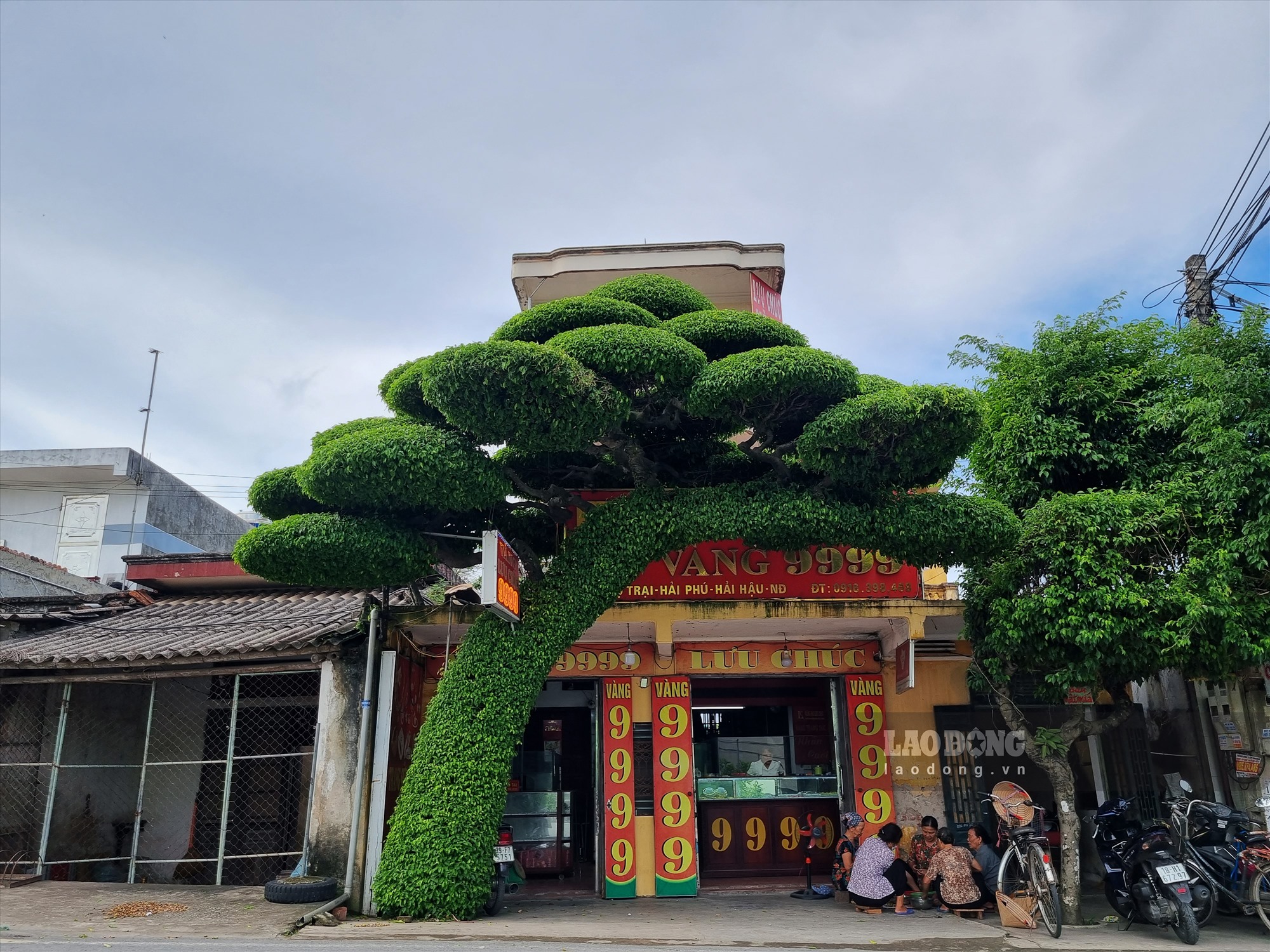 Cây xanh uốn tán được trồng trước cửa nhà của gia đình ông Đoàn Văn Tuyến và bà Lưu Thị Huế ở xã Hải Phú, huyện Hải Hậu, tỉnh Nam Định.