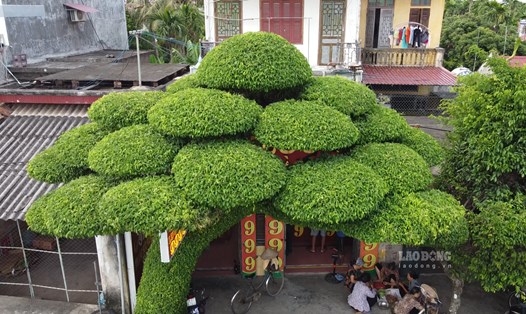 Chiêm ngưỡng cây sanh độc lạ, lá mọc kín gốc hơn 40 năm tuổi ở Nam Định. Ảnh: Lương Hà