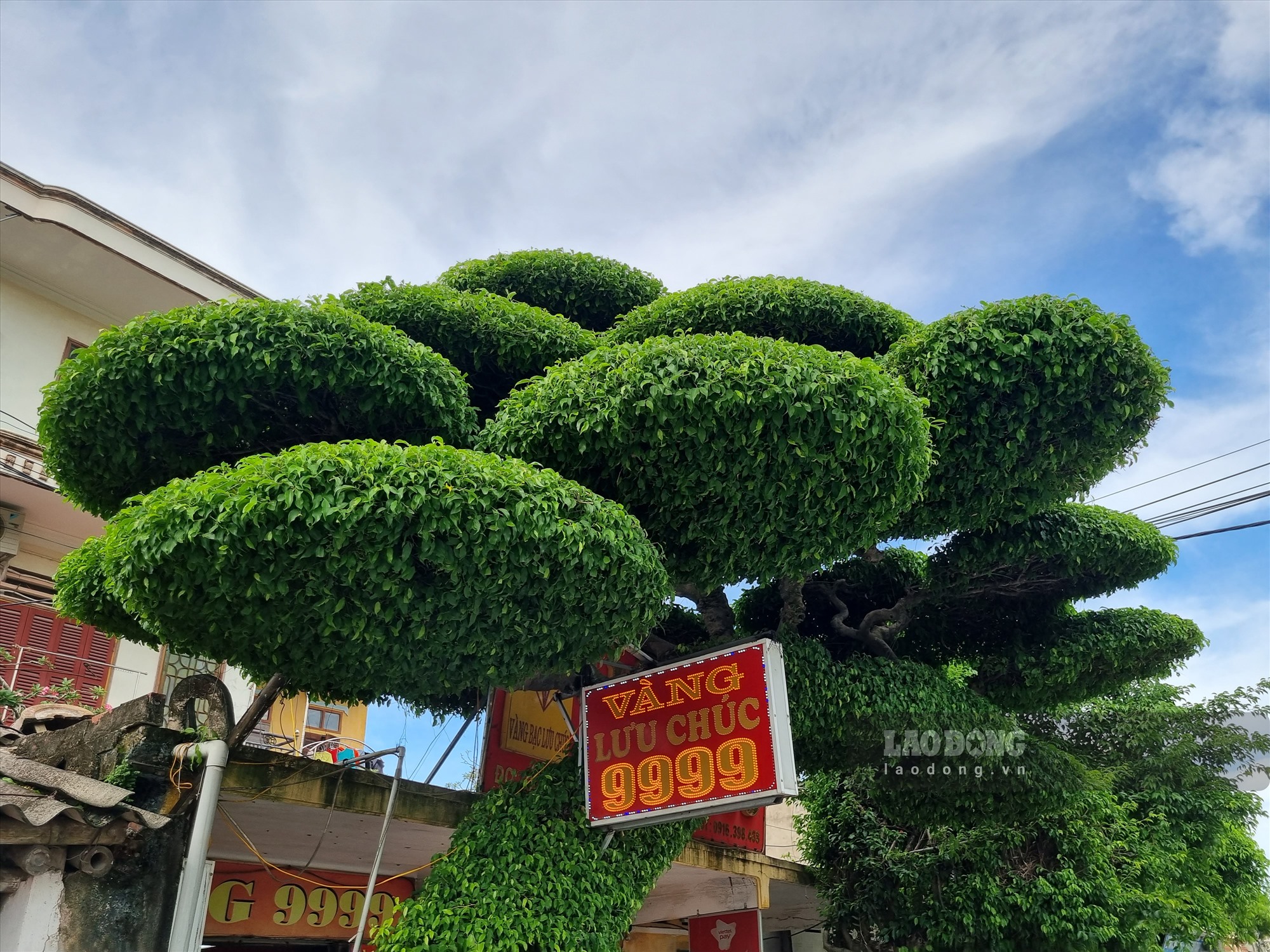 Bà Huế cho biết, cây xanh này được bố đẻ bà là ông Lưu Văn Chúc trồng cách đây hơn 40 năm. Cây xanh này được uống cành lá và ra tán đẹp khoảng 30 năm nay.