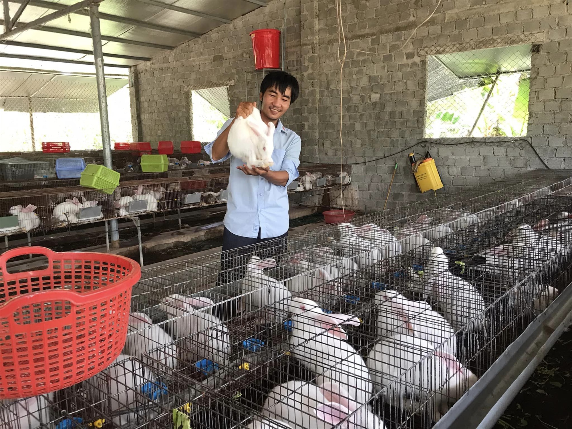 Phạm Hùng Cường nuôi thỏ theo hướng nông nghiệp sạch. Ảnh: Ngọc Viên