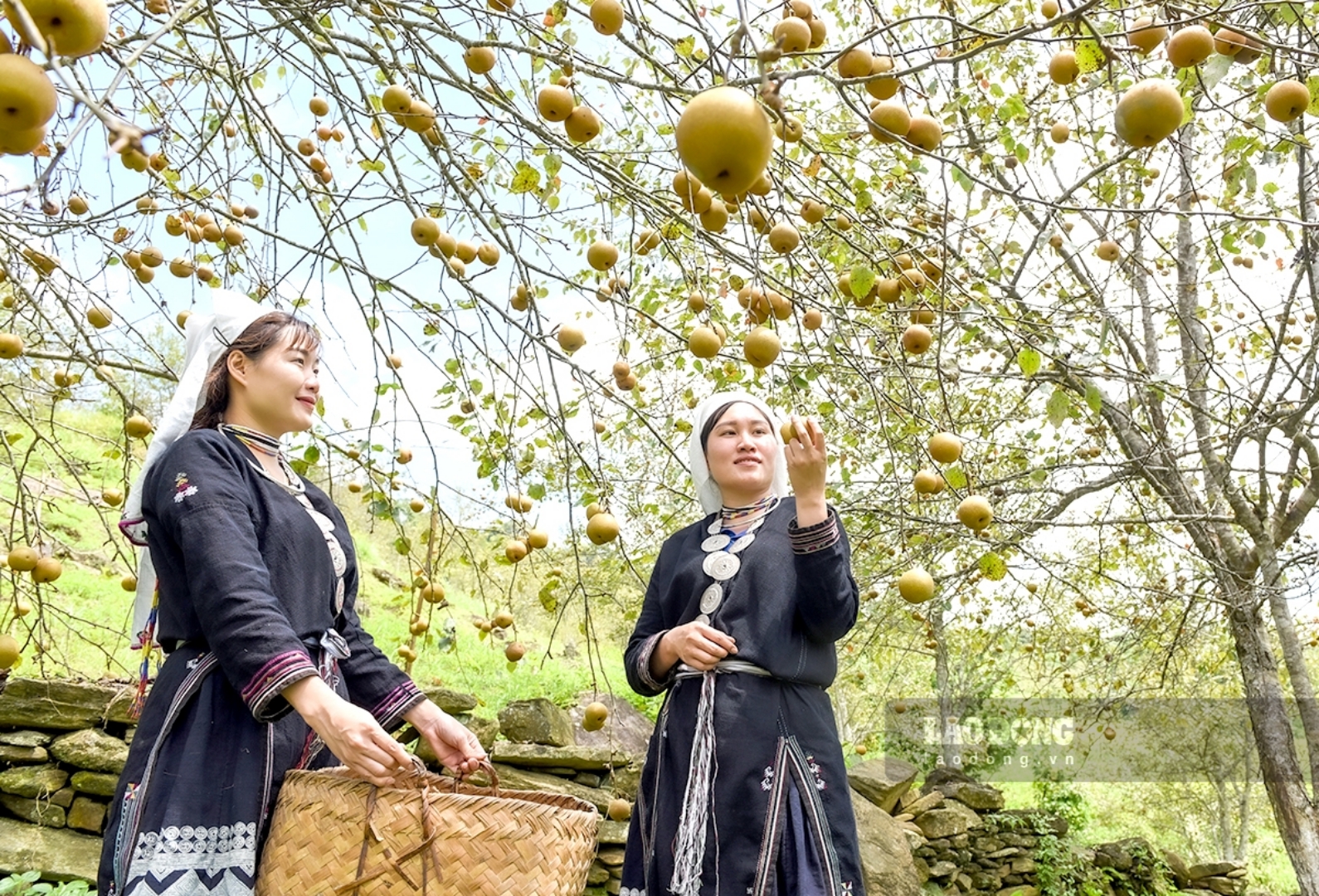 Những vườn lê tại Hồng Thái giúp đồng bào tăng thu nhập, kết hợp làm du lịch.