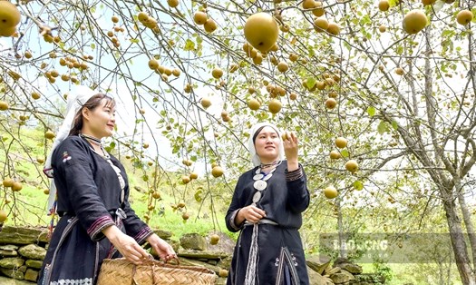 Những vườn lê tại Hồng Thái giúp đồng bào tăng thu nhập, kết hợp làm du lịch.