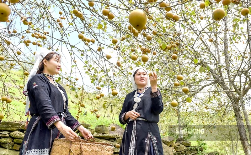 Những vườn lê tại Hồng Thái giúp đồng bào tăng thu nhập, kết hợp làm du lịch.