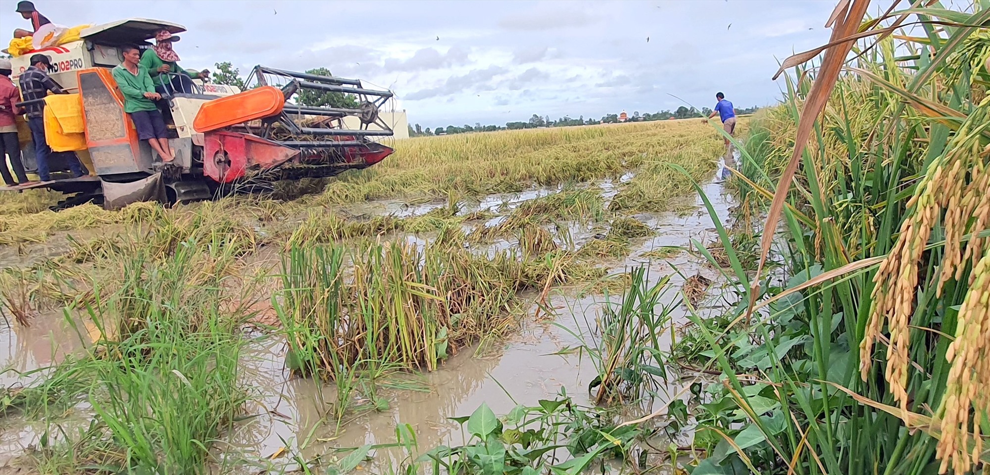 Mưa dầm liên tục, lúa hè thu sắp thu hoạch ngã rạp trong nước
