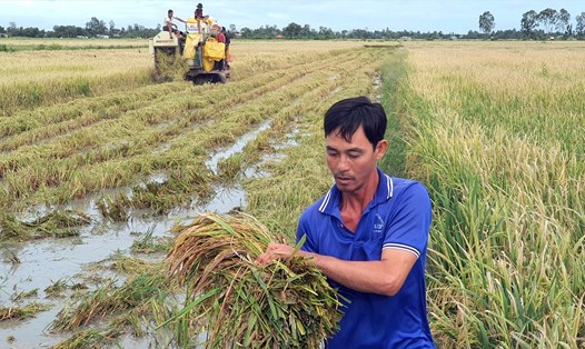 Thu hoạch lúa ngay thời điểm mưa kéo dài, nông dân lo giảm năng suất. Ảnh: Nhật Hồ