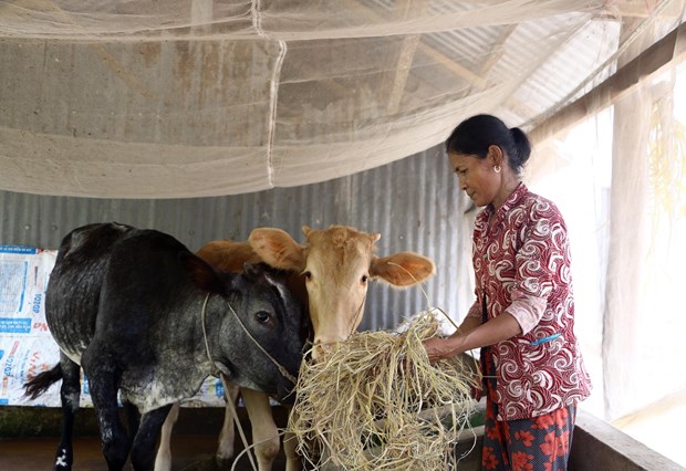 Bà con dân tộc Khmer ở xã Vĩnh Quới (thị xã Ngã Năm, tỉnh Sóc Trăng) được hỗ trợ vay vốn chăn nuôi, từng bước vươn lên thoát nghèo. Ảnh: TTXVN