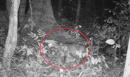 Hình ảnh cá thể nghi Sao La trong rừng Vườn Quốc gia Phong Nha - Kẻ Bàng được phát hiện qua bẫy ảnh năm 2019. Ảnh: Vườn Quốc gia Phong Nha - Kẻ Bàng