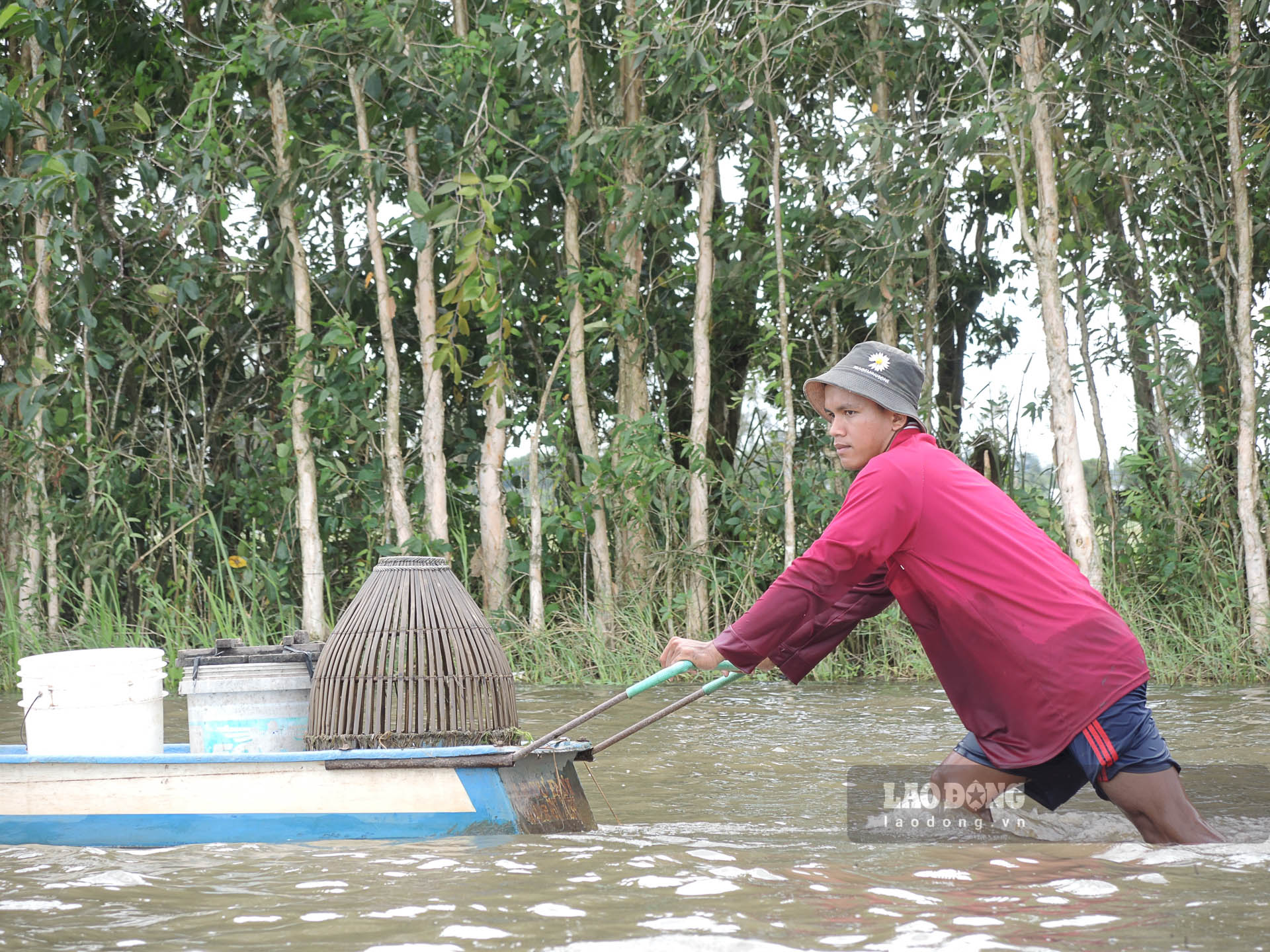 Anh Quách Thanh Sang ở xã Vĩnh Quới (Ngã Năm, Sóc Trăng) làm nghề đẩy côn gần chục năm. Trung bình một ngày bắt khoảng 3 - 4kg cá. Hiện nay, cá được thương lái mua với giá từ 60.000 - 120.000 đồng/kg, thu nhập vài trăm ngàn đồng mỗi ngày. Ảnh: Phương Anh