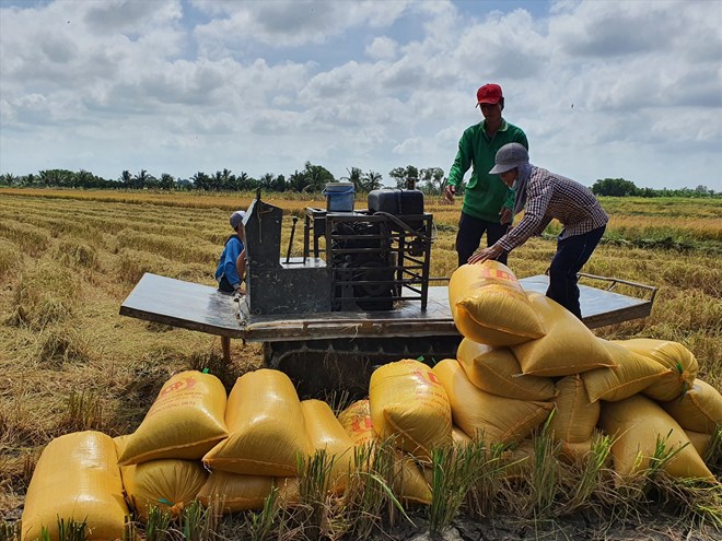 Giá lúa ổn định ở mức cao, nông dân không vội gieo vụ mới