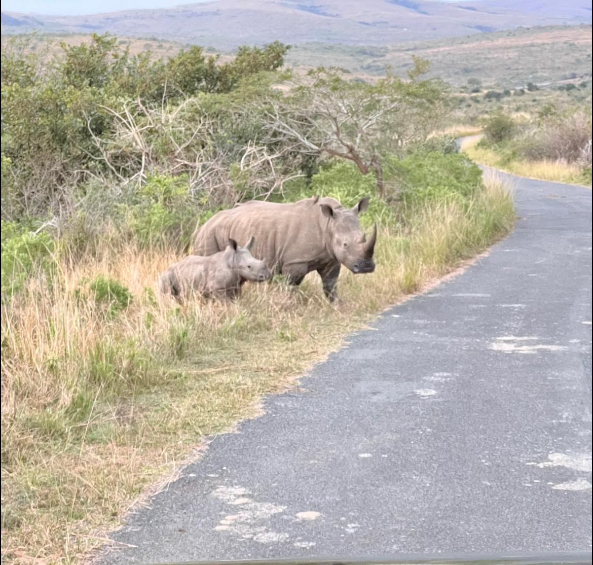 Tê giác - một trong những loài động vật hoang dã được mệnh danh là Big 5 trong công viên Hluhluwe-Imfolozi, Nam Phi. Ảnh: Nhân vật cung cấp