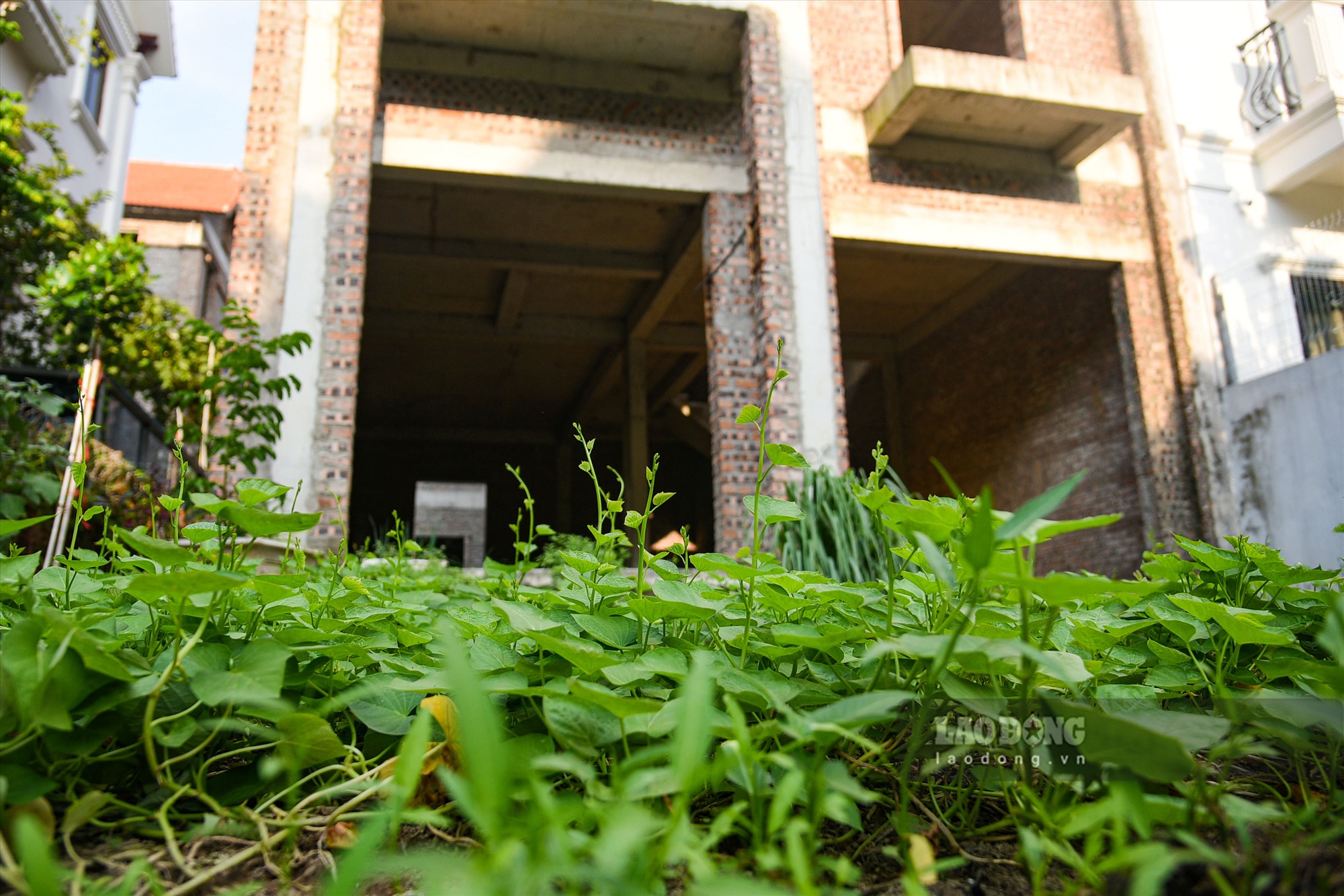 Người dân trồng rau bên trong những căn hộ bỏ hoang.