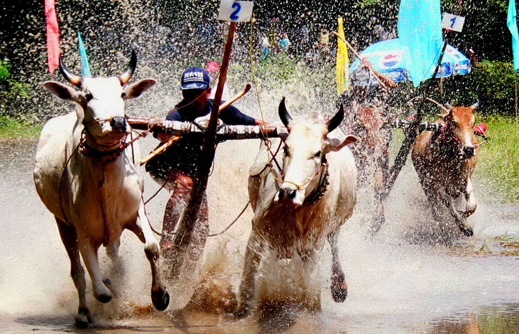 Đua bò, sinh hoạt văn hóa - thể thao đặc thù của đồng bào Khmer vùng Bảy Núi. Ảnh: Trọng Ân