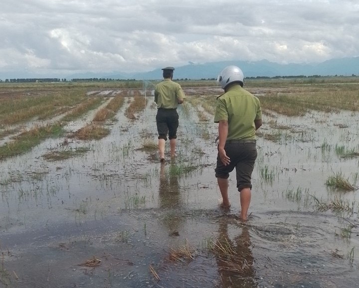 Theo ông Tuấn, ngay từ đầu mùa mưa, để ngăn chặn tình trạng bẫy, bắt chim trời mùa di cư, lực lượng Kiểm lâm huyện Phú Vang, Phú Lộc và thị xã Hương Thủy phối hợp với các đơn vị liên quan tổ chức truy quét và ra quân tháo gỡ, tiêu hủy hàng loạt bẫy các loại.