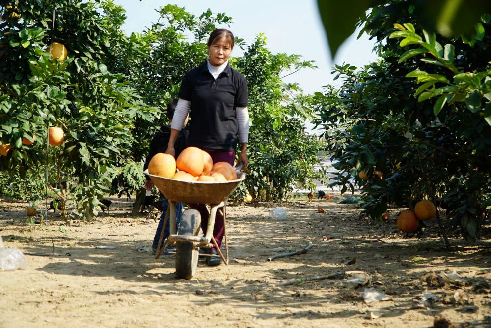Nhiều hộ dân ở xã Thọ Xương có thu nhập cao nhờ trồng bưởi đỏ. Ảnh: Q.D