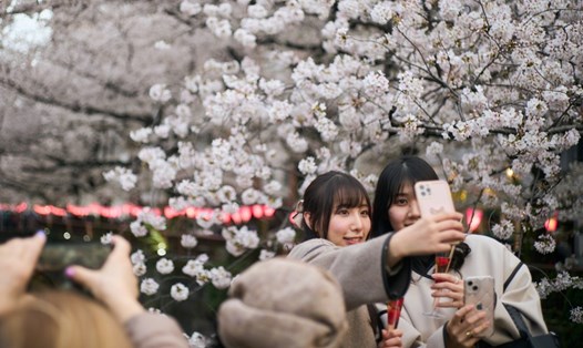 Du khách chụp ảnh bên hoa anh đào ở Tokyo, Nhật Bản, ngày 27.3.2023. Ảnh: Xinhua