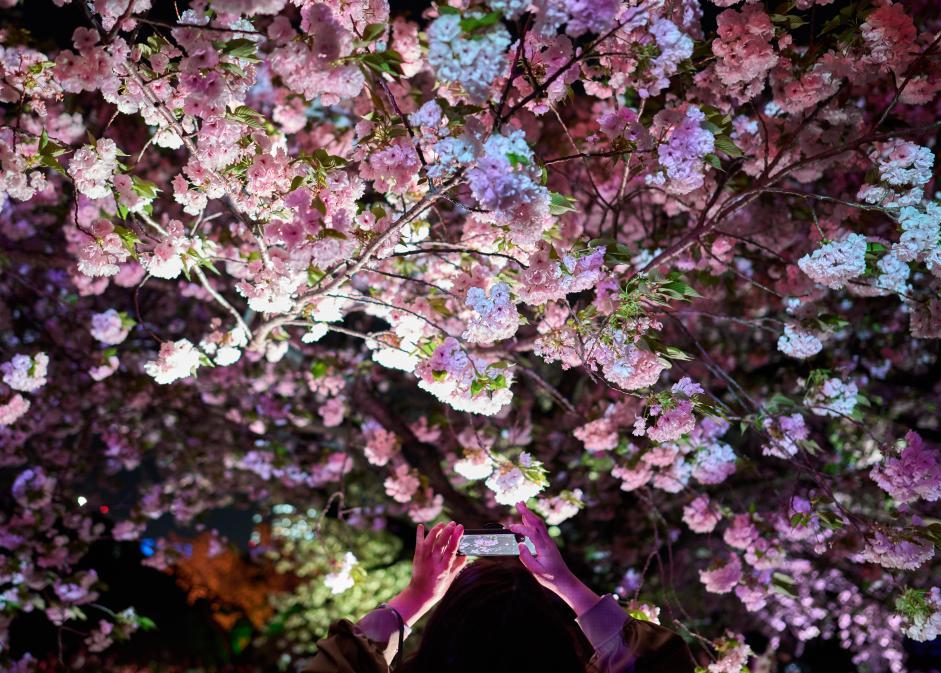 Hoa anh đào nở rộ ở Tokyo, Nhật Bản, ngày 10.4.2023. Ảnh: Xinhua