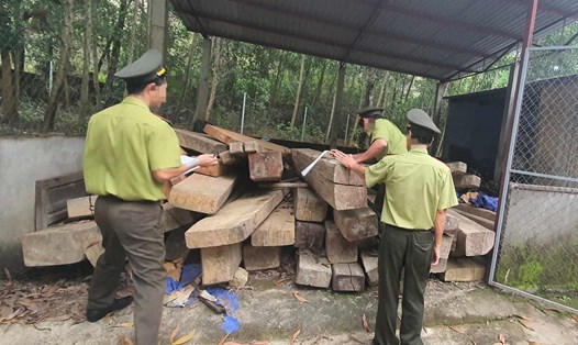 Cán bộ Hạt Kiểm lâm huyện Nam Đông trong một lần kiểm kê số gỗ khai thác trái phép thu giữ được. Ảnh: Kiểm lâm cung cấp.