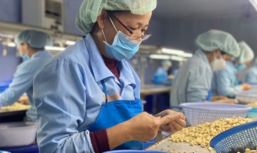 Lao động ngành công nghiệp chế biến chế tạo tại Khánh Hòa đang đứng đầu nhu cầu tuyển dụng. Ảnh: Phương Linh