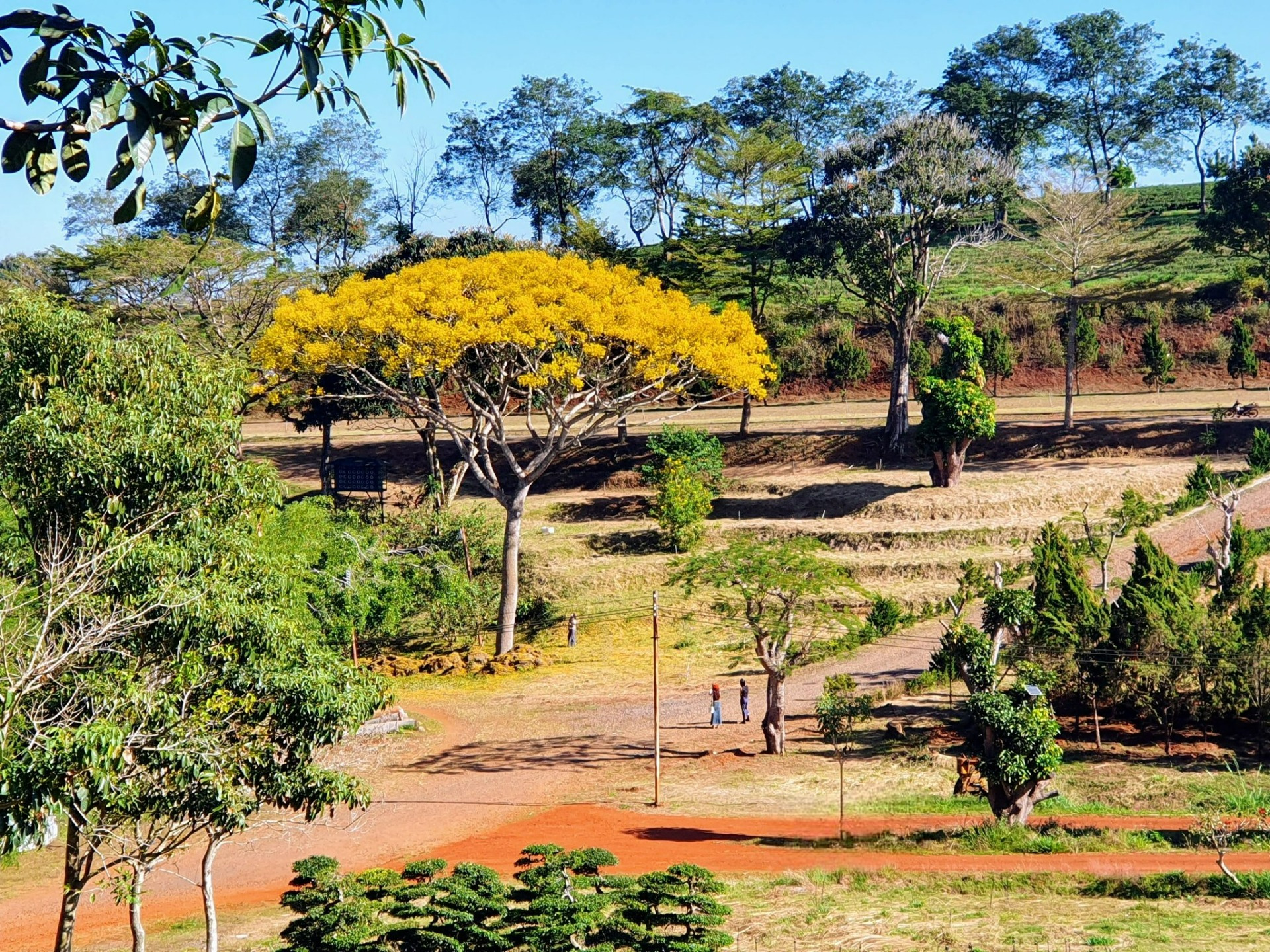 Đà Lạt đang vào mùa hoa phượng vàng. Ảnh: Nguyễn Xuân Vĩnh