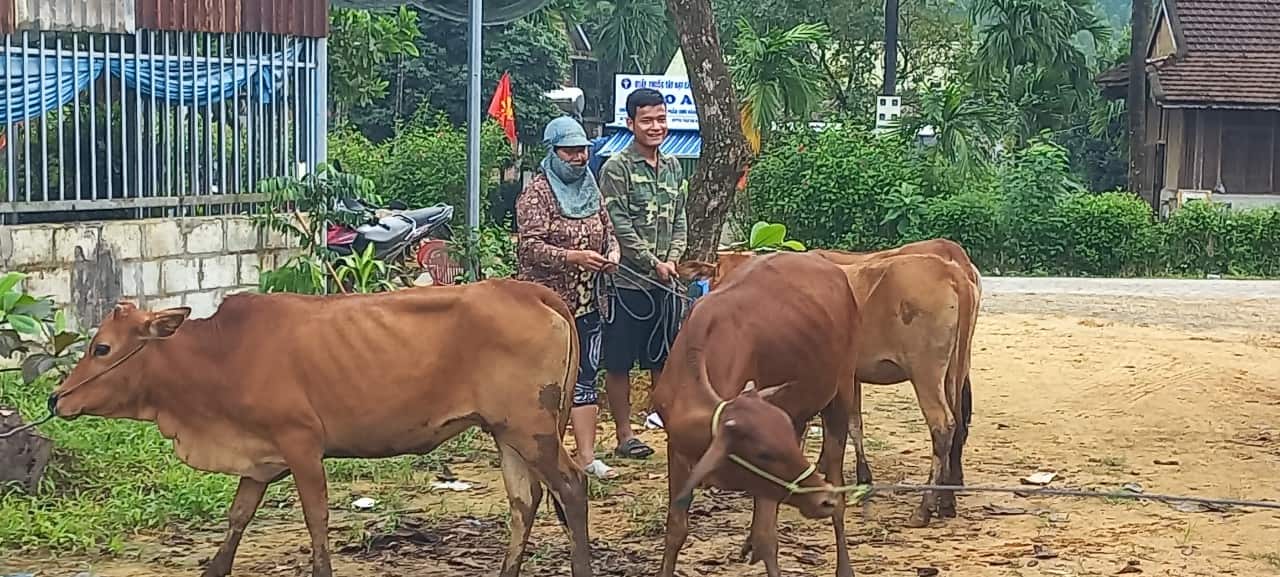 Một số con trong đàn bò cấp cho người dân bị lở mồm long móng. Ảnh: Nguyễn Đức Phú.